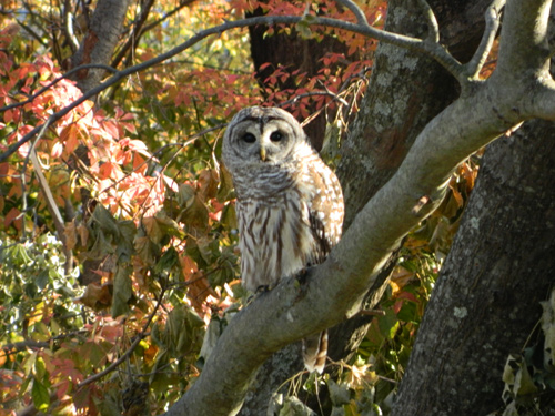 barred owl